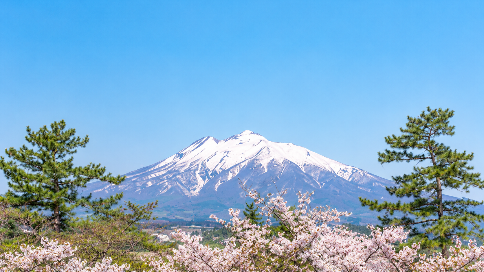 雪をいただく山と春の桜を描いた風景イメージ